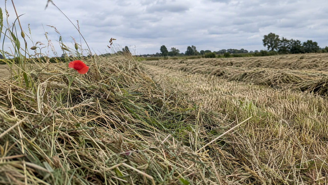 Drogen gras op een gemaaid hooiland