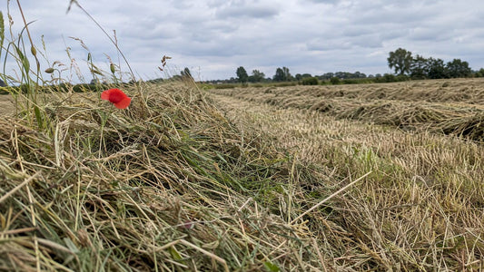 Drogen gras op een gemaaid hooiland